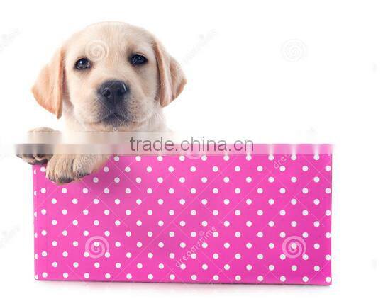 birdhouse 2016 newst Cao County factory