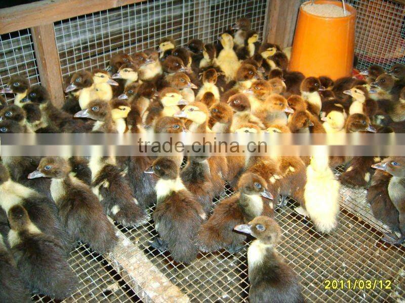 best quality plastic chicken feeder and drinker