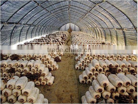 searea hot sale small polythene greenhouse for mushroom