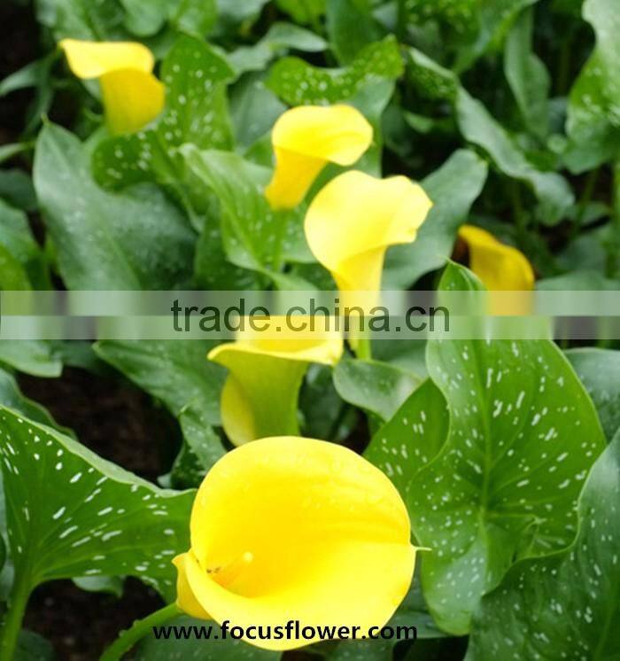 Fresh Cut Flower Yellow Calla Lily With High Quality And Reasonable Price For Wedding Table Centerpiece Decoration