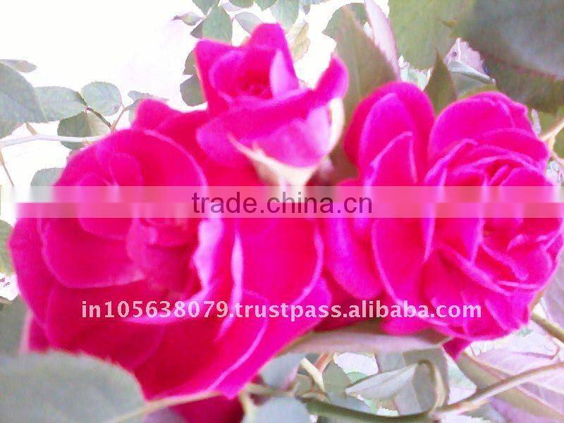 Rose Absolute / Rosa damascena Oils, Rose Oils