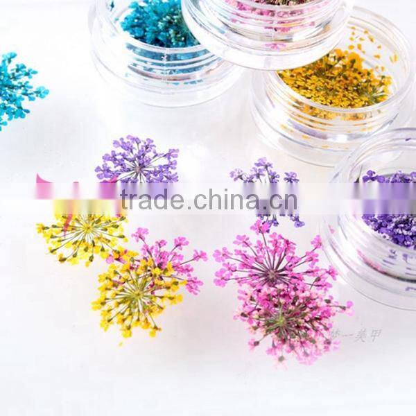 12 colors jar nail dry flower set,big nail art dry flower