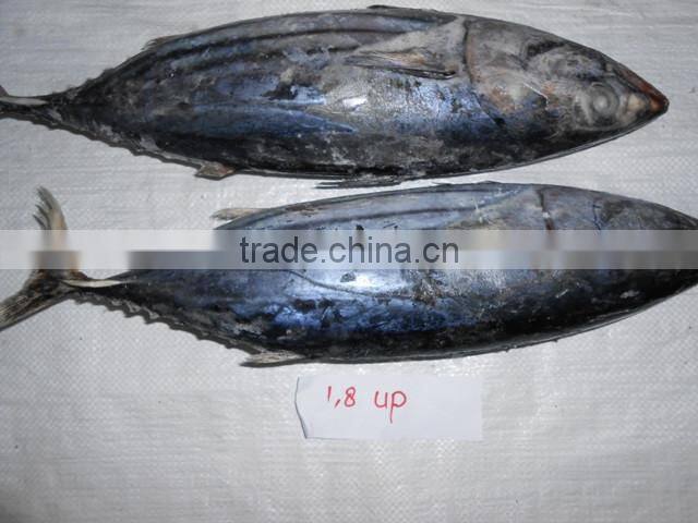 Skipjack Whole Round (frozen on board)