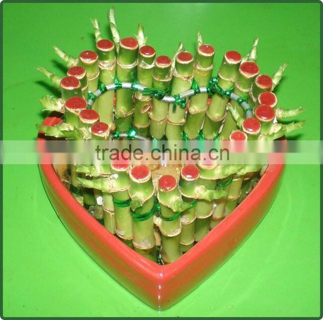 heart shaped love shaped tower lucky bamboo bonsai dracaena sanderiana indoor aquatic feng shui plants nursery garden decoration