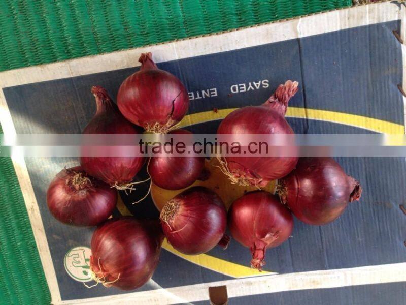 HOT SALE/ BEST QUALITY RED ONIONS export to any country
