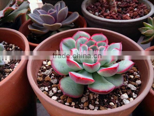 Echeveria pulidonis of succulent plants