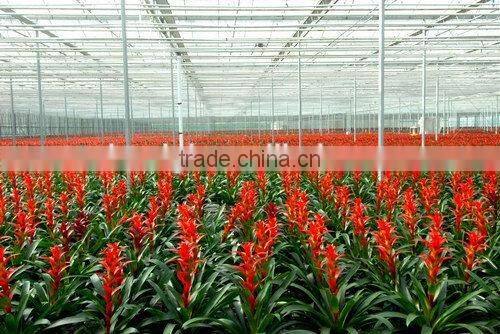 Manufacture greenhouse plastic film for fruits vegetables flowers