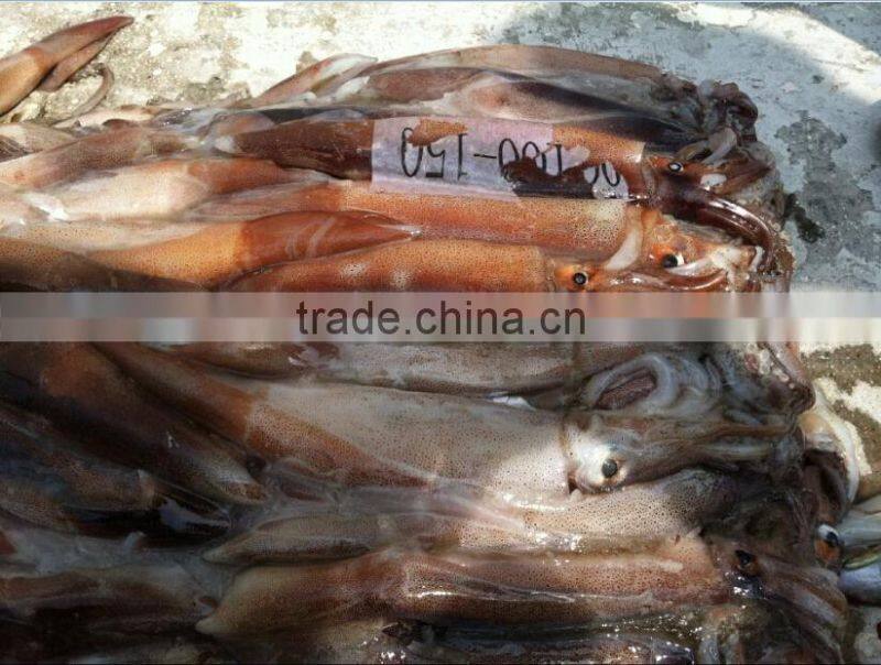 Frozen illex argentinus squid