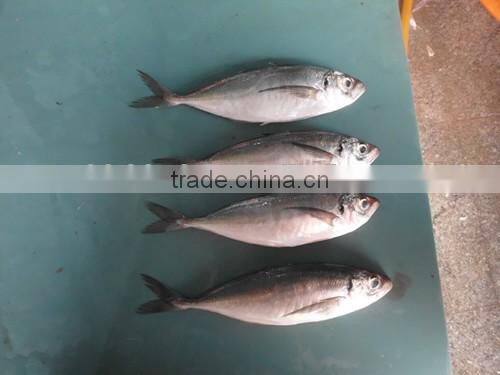 Good quality frozen round scad 10-12pcs/kg