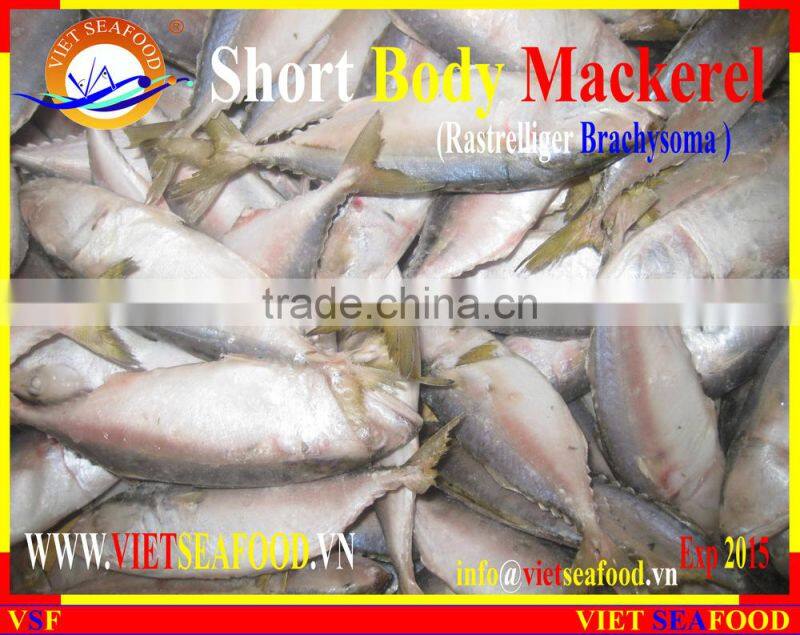 FROZEN SHORT BODY MACKEREL WHOLE ROUND