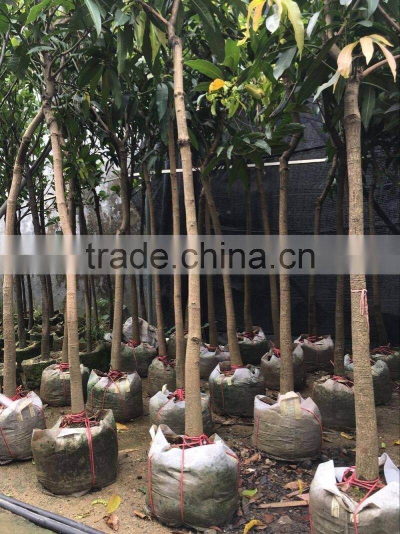 Mangifera indica tropical plants dia 5-10cm