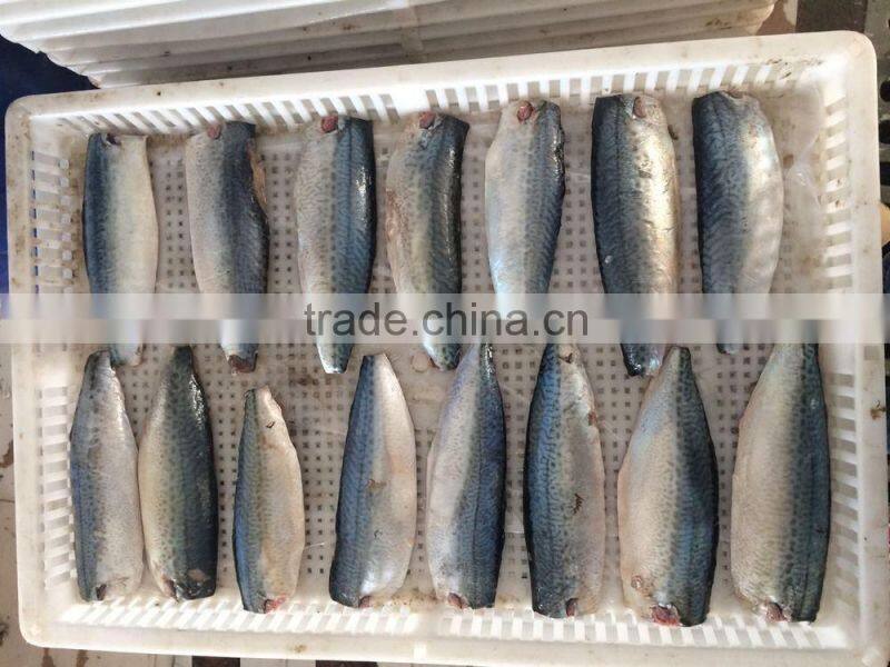 frozen scomber japonicus mackerel fillet