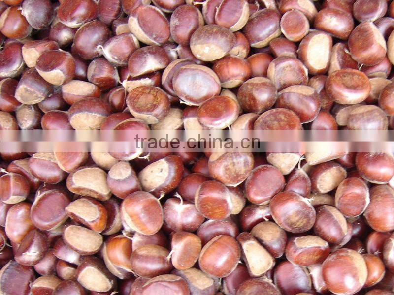 2014 crop 100% natrual green chestnut in shell