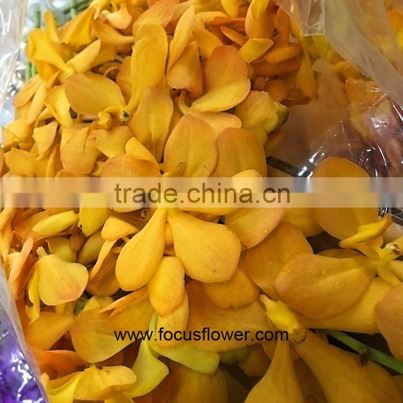 Bulk Flowers Buy Fresh Cut Flower Orange Orchids Ascocenda Decorative Flowers Wreaths Type