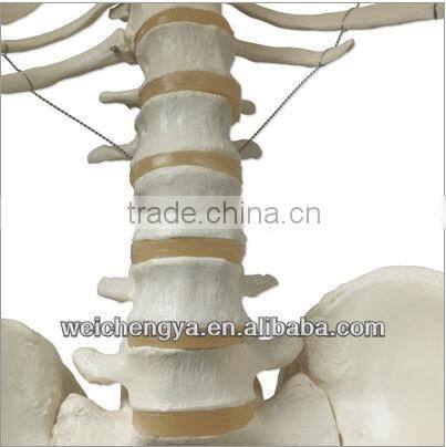 Biological Science Human Model Standard 85cm Skeleton on Pelvic Mounted Base