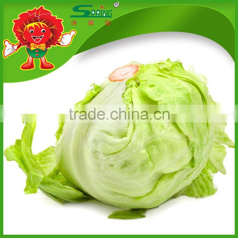 Environmental protection leaf lettuce from highland mountain iceberg type lettuce