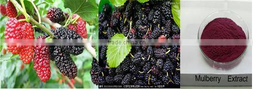 Certified Chinese herbal extract healthy Mulberry Fruit Powder juice powder /Morus alba fruit powder for Food and Beverage