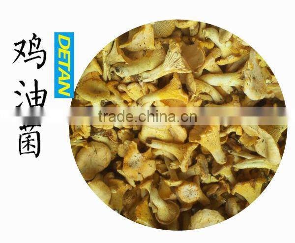 Whole Fresh Cantharellus Cibarius Professional Supplier