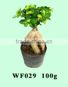 bonsai- ficus microcarpa