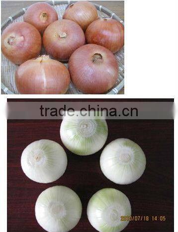 Small Onion Peeling Machine Grading Machine Dicing Machine