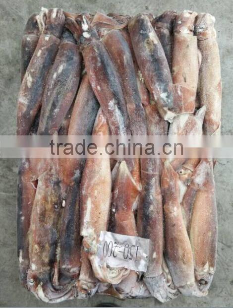 new food price of illex squid