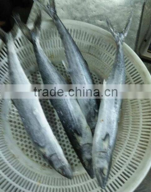 haccp land frozen spanish mackerel whole round for sale