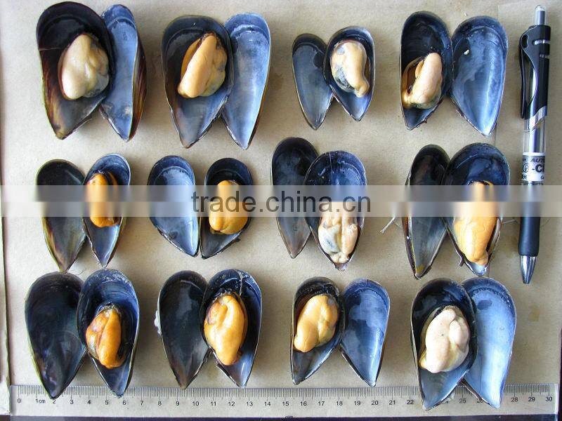 IQF blue mussel meat