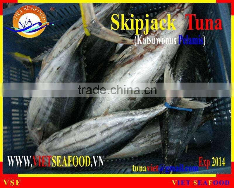 W/R FROZEN SKIPJACK TUNA