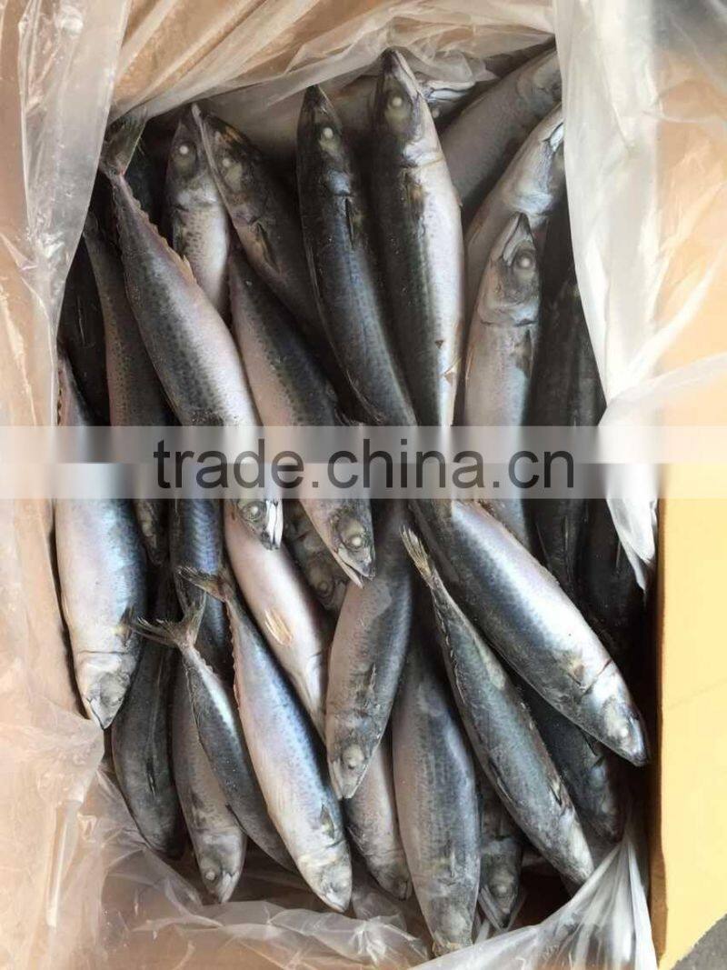 pacific mackerel 250-300g seafrozen 2015