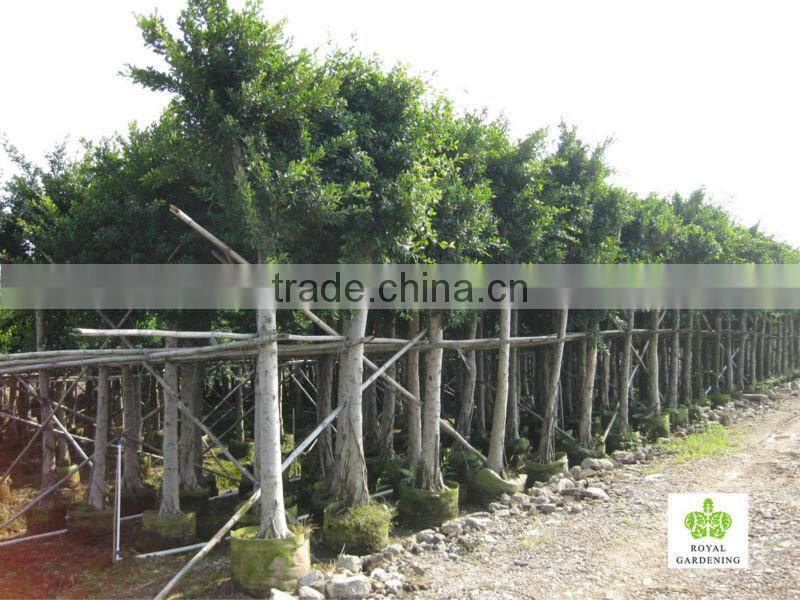 Ficus nitida tropical tree for landscaping