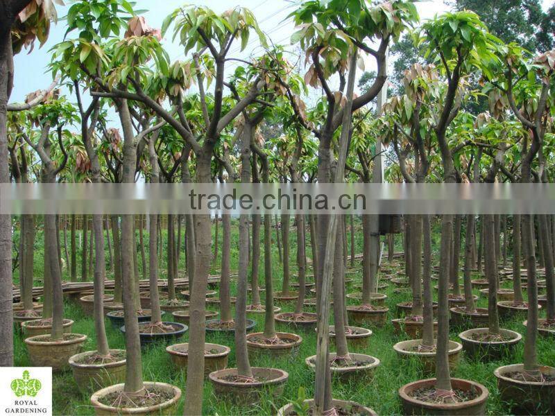 Mangifera indica ( mango tree ) tropical plants