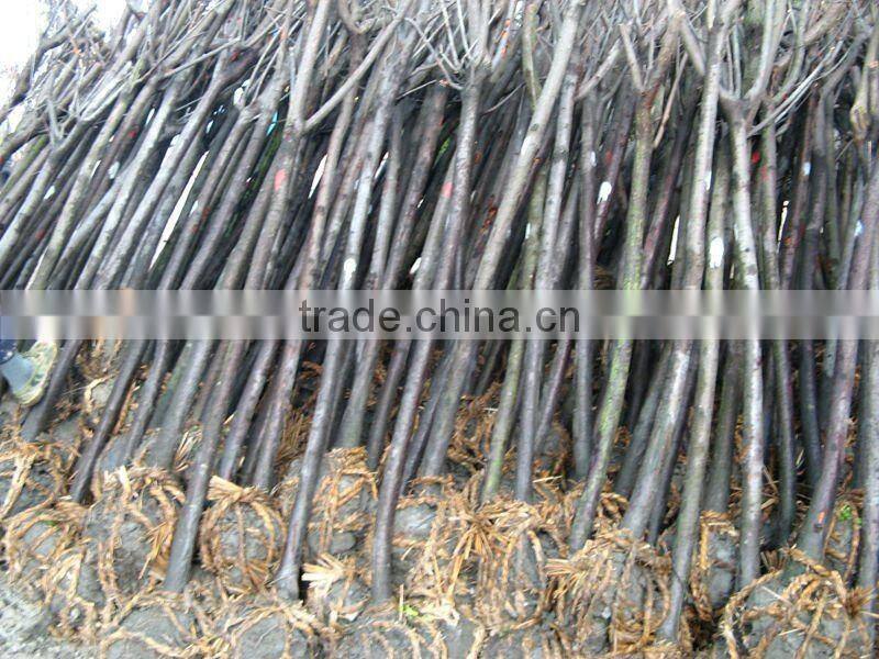 Prunus Cerasifera nigra