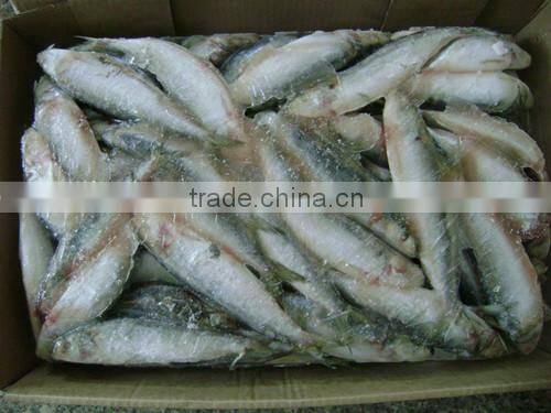 Frozen small size Sardine for canning