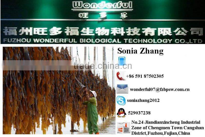 Seaweed Food Roasted Green Seaweed Ulva Lactuca or Sea Lettuce