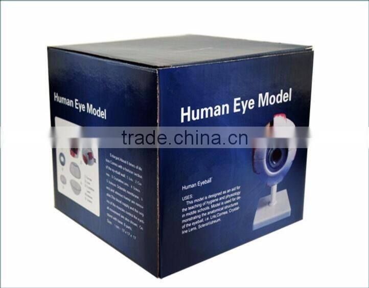 Eyeball enlargement and anatomy structure model teaching medical biology science and education instrument 6 times 3