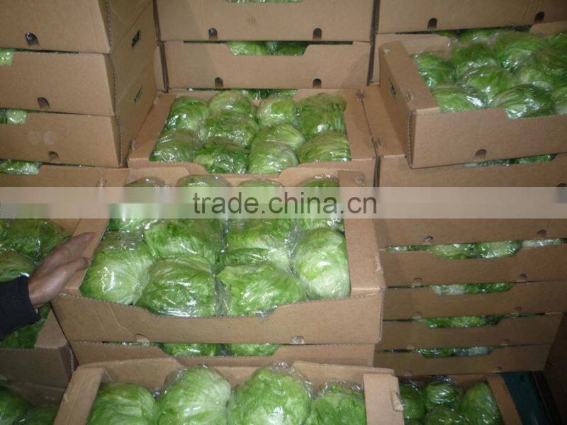 Fresh Cabbages