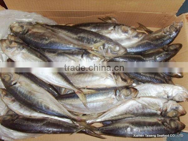 Horse Mackerel Fish Sea Frozen 20cm+