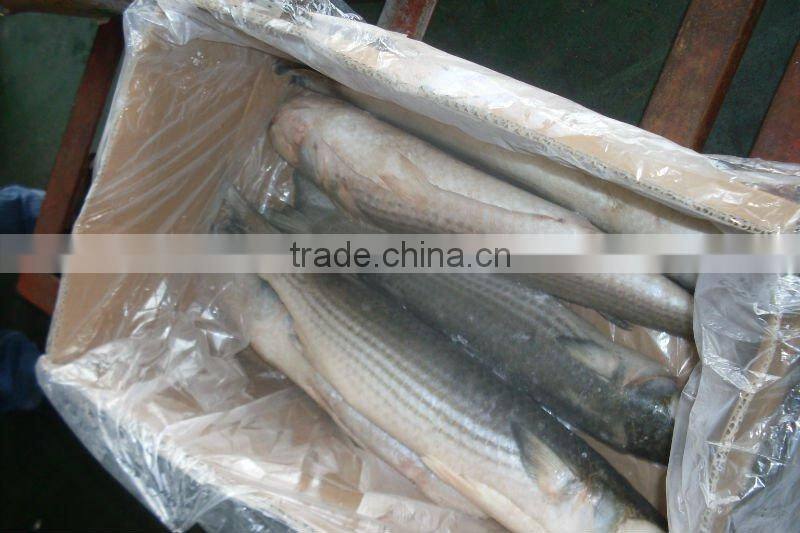 IQF frozen grey mullet whole round