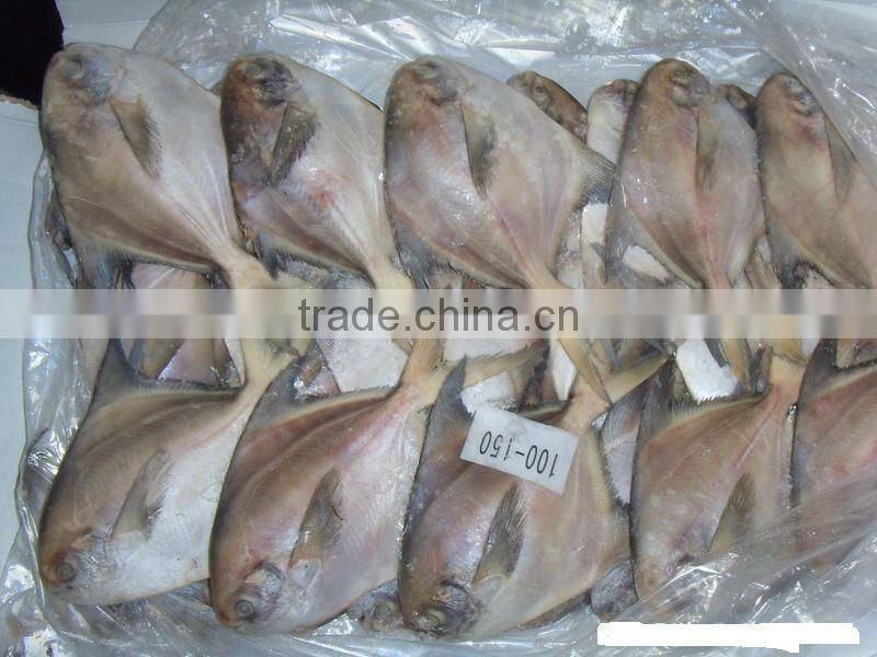 Frozen Silver Pomfret