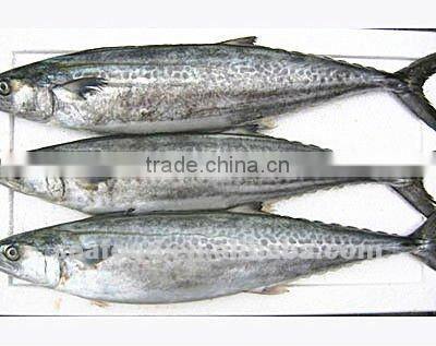 Frozen spanish mackerel 200-300g