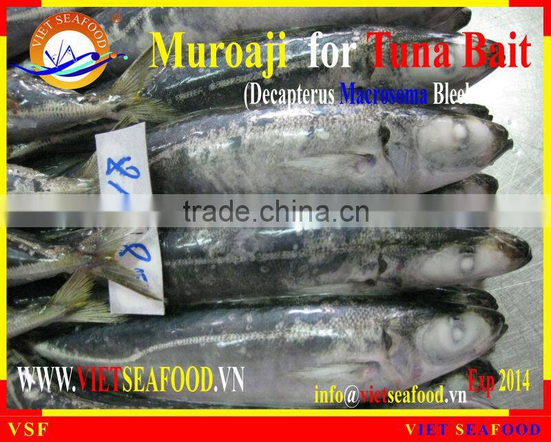 FROZEN MUROAJI FOR TUNA BAIT