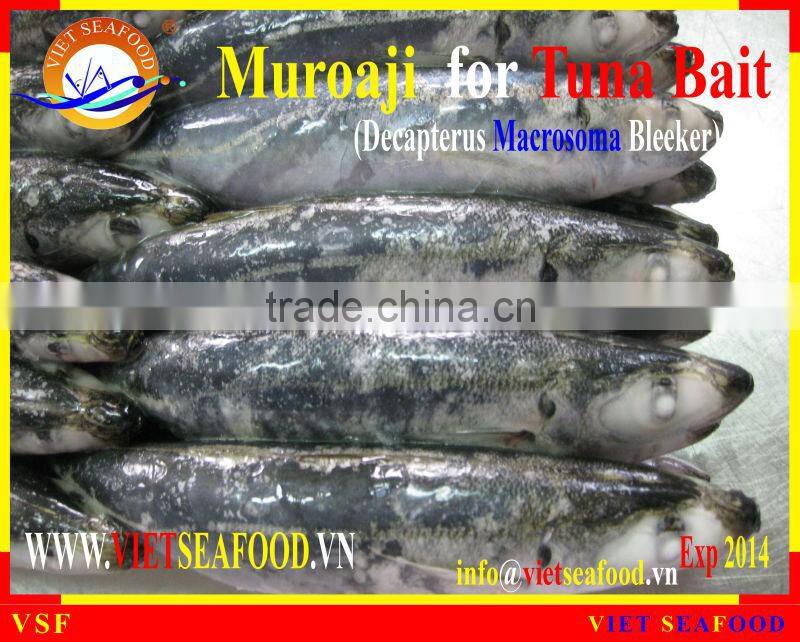 FROZEN W/R MUROAJI FOR TUNA BAIT