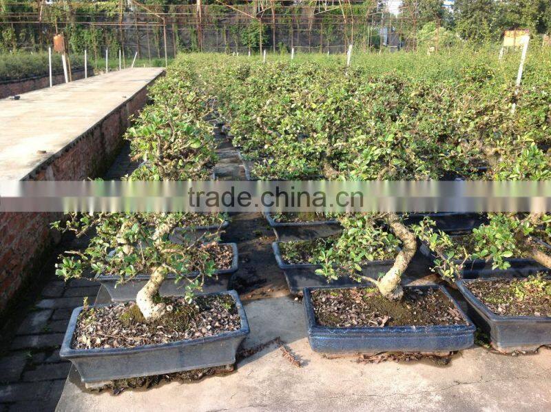 Carmona Microphylla bosnai export