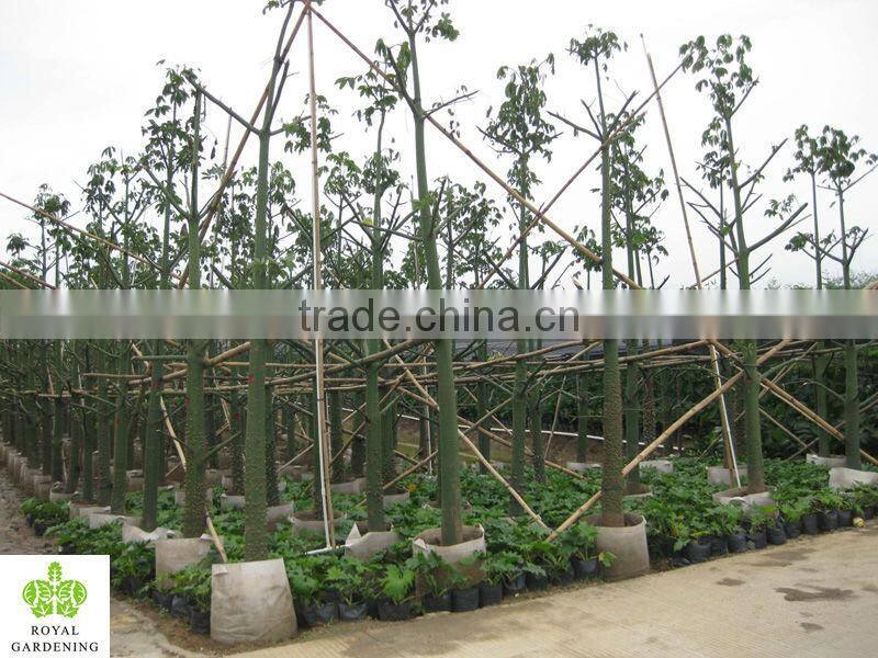 Chorisia speciosa landscaping tree