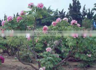 Tree Peony Plant Root