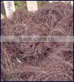 GRACILARIA IN VIETNAM WITH HIGH QUALITY