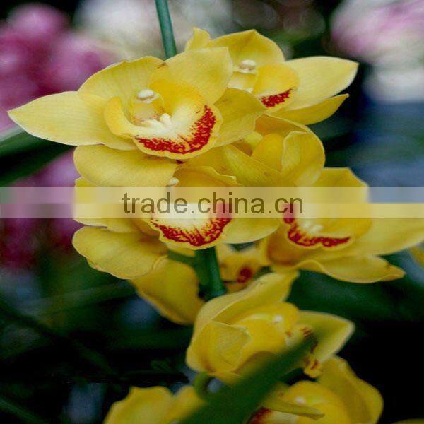 Fresh Cut Flowers Processing Type and Bud Part fresh orchid cheap wholesale orchid