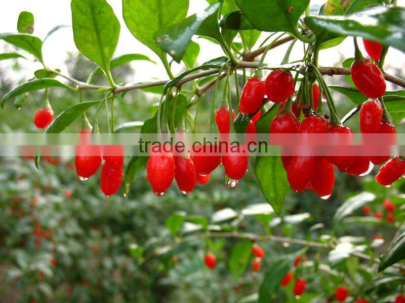 Cooking Oil Food Oil Natural CO2 Extraction Goji Berry Oil