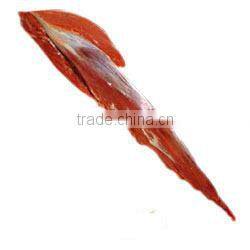 Frozen Fresh Buffalo Meat