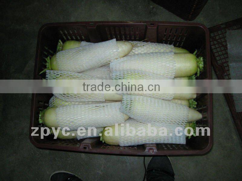 Fresh vegetable white raidsh